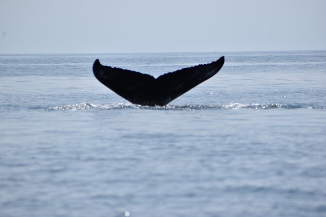 Maine Whale Watching Tour in Portland - Key points to know before you book
