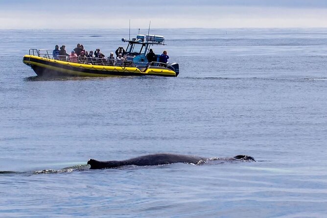 Maine Whale Watching Tour in Portland - Leaving from Portland for a high-speed whale search