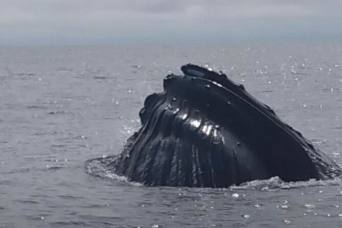 Maine Whale Watching Tour in Portland - Two hours searching for whales in Casco Bay