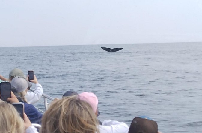 Maine Whale Watching Tour in Portland - The ride is thrilling, but it can be hard work