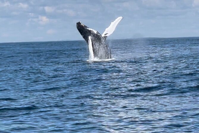 Maine Whale Watching Tour in Portland - Meeting in Portland takes careful planning