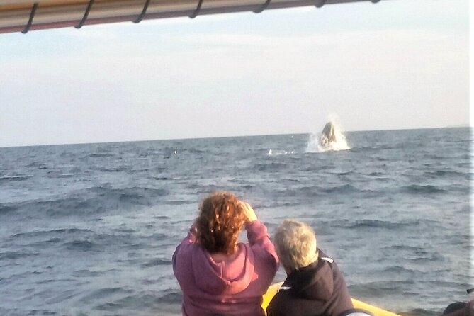Maine Whale Watching Tour in Portland - Who gets the best value from this tour