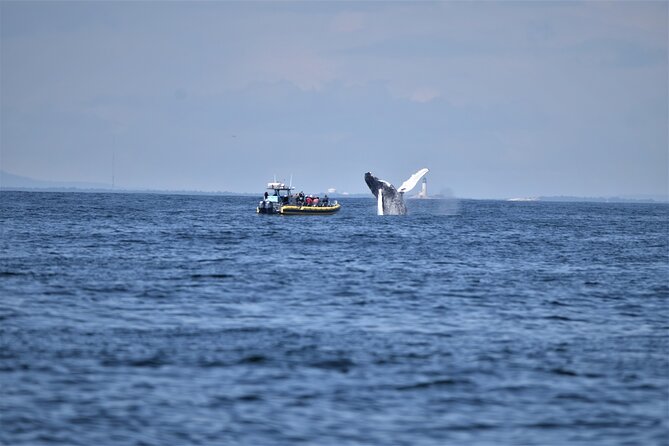 Maine Whale Watching Tour in Portland - Halfway Rock Lighthouse adds a lonely Casco Bay view