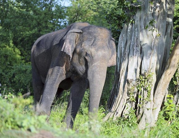 Majestic Mammals Of Sri Lanka: Whale & Elephant Safari Tour - Key points at a glance