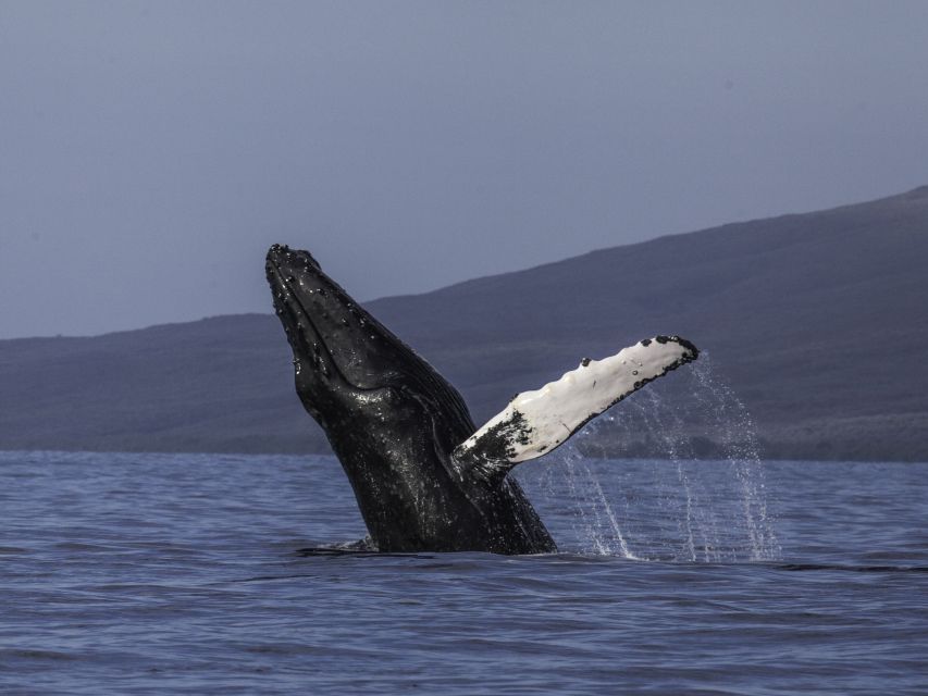 Maui: Deluxe Whale Watch Sail & Lunch from Ma<code>alaea Harbor – Key points at a glance’ /></p>
<ul>
<li><strong>Hear whales underwater:</strong> A specially designed hydrophone brings whale songs into the boat, adding sound to the usual surface views.</li>
<li><strong>Lunch is built into the cruise:</strong> Island fruit, sliders, salads, hummus, bruschetta, brownies, and drinks make this more than a quick sightseeing outing.</li>
<li><strong>Whale sightings are guaranteed:</strong> If you do not see whales, you can take another whale watch of equal or lesser value within one year.</li>
<li><strong>Kids get their own program:</strong> The Jr. Naturalist Program turns the trip into a family lesson rather than three hours of simply scanning the sea.</li>
<li><strong>Conservation funds the cruise:</strong> Pacific Whale Foundation uses profits to support ocean research, education, and ocean protection.</li>
<li><strong>Good crew matters here:</strong> Captains and marine educators work together to find whale activity while explaining what you are seeing.</li>
</ul>
<h2>Meeting at Maalaea Harbor and getting ready</h2>
<p><img width="900" height="599" decoding="async" src=