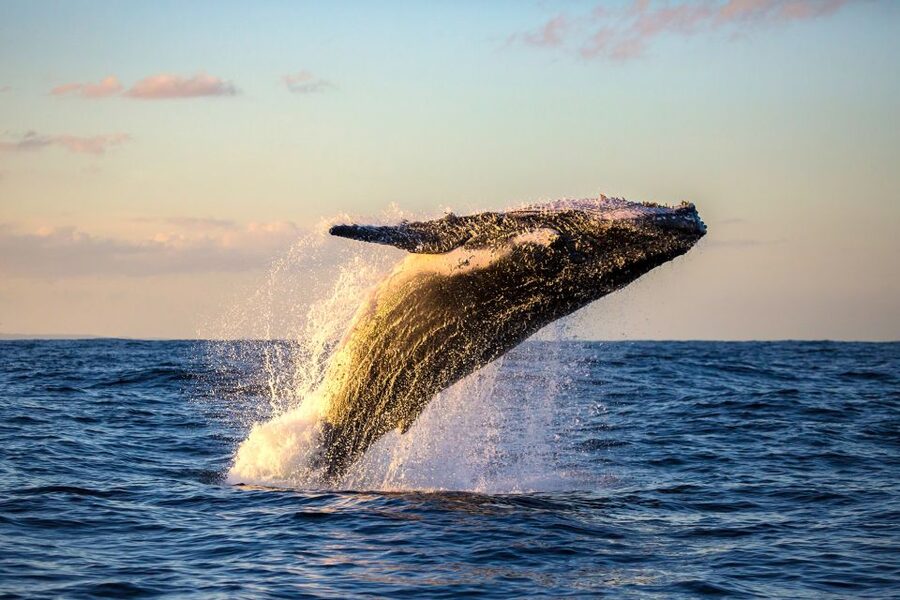 Maui: Eco-Friendly Whale Watching Tour from Ma'alaea Harbor - Starting at Ma’alaea Harbor Village