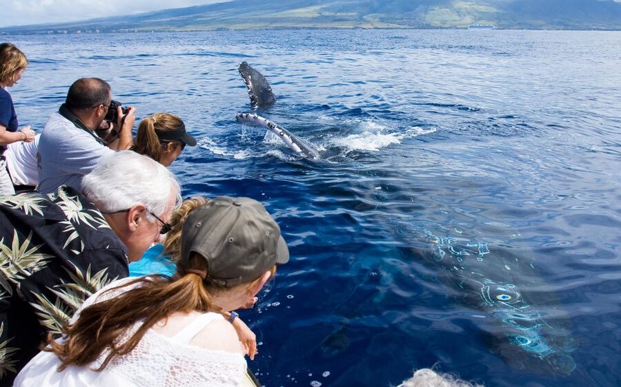 Maui: Eco-Friendly Whale Watching Tour from Ma'alaea Harbor - Why the Marine Naturalists matter