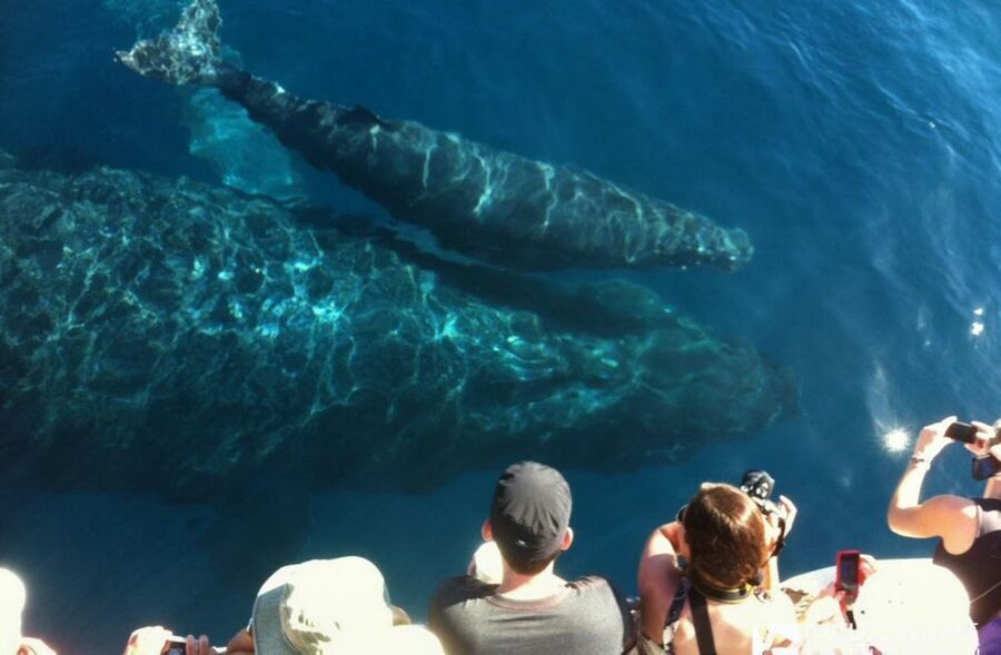 Maui: Eco-Friendly Whale Watching Tour from Ma'alaea Harbor - A family outing that does not talk down to adults