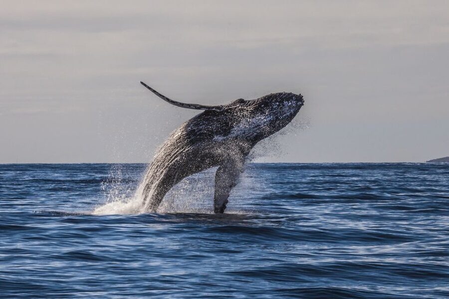 Maui: Eco-Friendly Whale Watching Tour from Ma'alaea Harbor - The conservation value behind the ticket