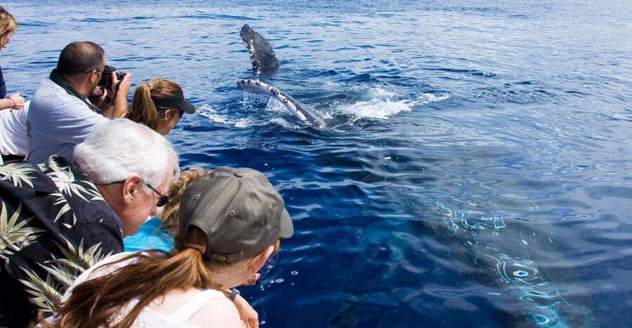 Maui: Eco-Friendly Whale Watching Tour from Ma'alaea Harbor - Two hours on the water near Ma’alaea