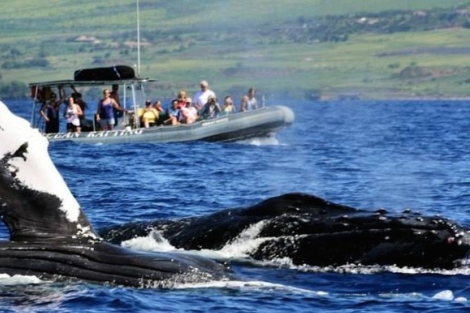 Maui Eco-Raft Tour: Eye-Level Whale or Dolphin Watching - Lahaina - Why the low raft changes the whale-watching experience