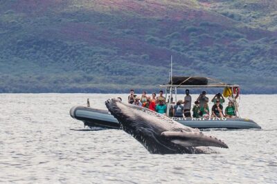 Maui Eco-Raft Tour: Eye-Level Whale or Dolphin Watching – Lahaina
