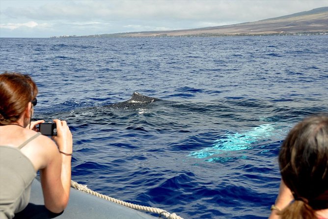 Maui Eco-Raft Tour: Eye-Level Whale or Dolphin Watching - Lahaina - What the whale-watching itinerary feels like