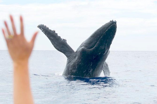 Maui Eco-Raft Tour: Eye-Level Whale or Dolphin Watching - Lahaina - Summer dolphin watching and coastal sightseeing