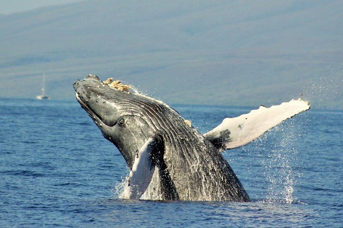 Maui Eco-Raft Tour: Eye-Level Whale or Dolphin Watching - Lahaina - What $85.16 gets you