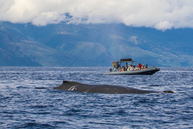 Maui Eco-Raft Tour: Eye-Level Whale or Dolphin Watching - Lahaina - Who will enjoy this raft most