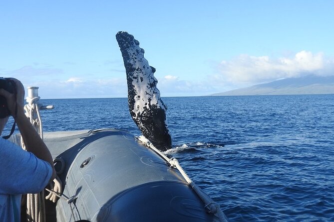 Maui Eco-Raft Tour: Eye-Level Whale or Dolphin Watching - Lahaina - Weather, cancellations, and planning flexibility