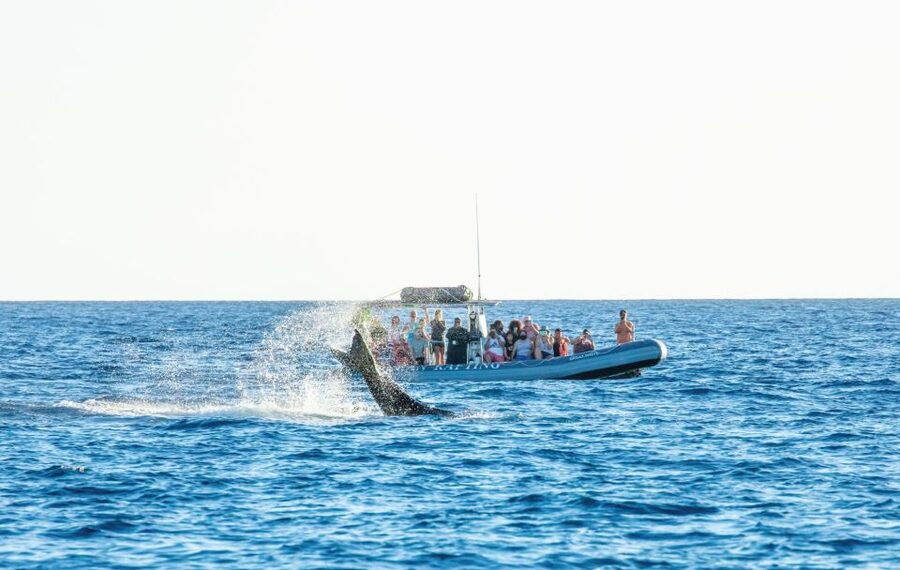 Maui: Guided Whale Watching Tour on Eco Raft - Key things to know before booking