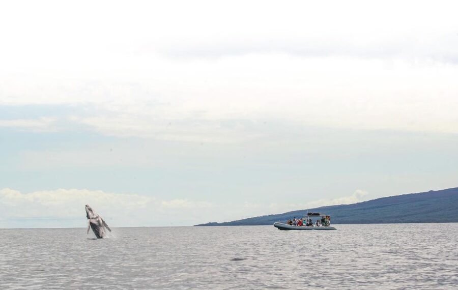 Maui: Guided Whale Watching Tour on Eco Raft - Leaving Lahaina aboard a low eco-raft