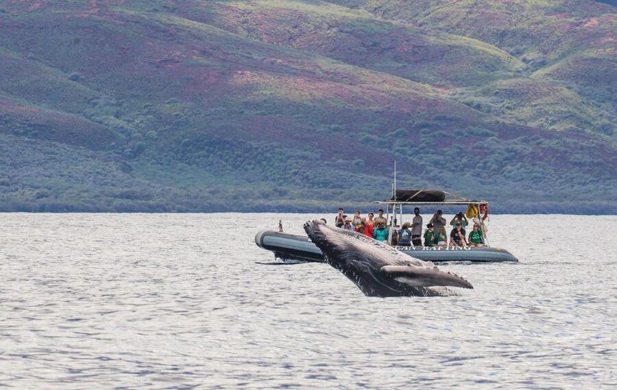 Maui: Guided Whale Watching Tour on Eco Raft - A small-group setting with a family feel