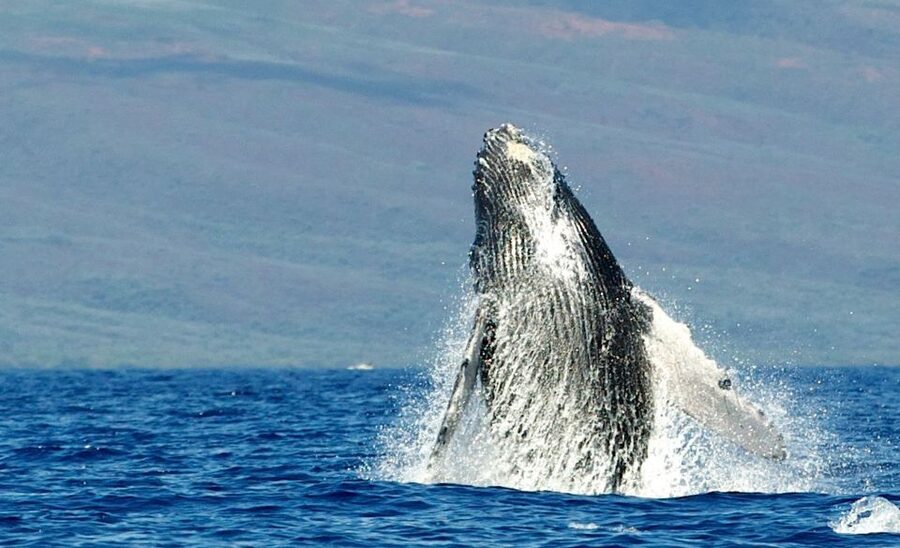 Maui: Guided Whale Watching Tour on Eco Raft - What the raft feels like in real conditions