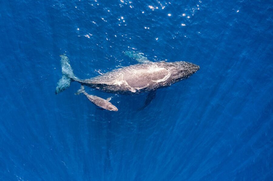 Maui: Guided Whale Watching Tour on Eco Raft - How much value do you get for $96?
