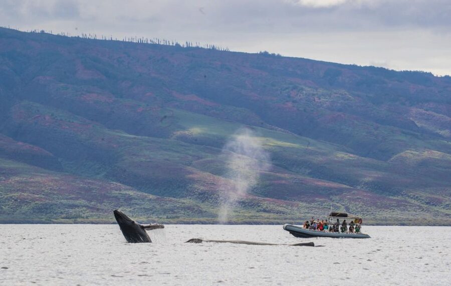 Maui: Guided Whale Watching Tour on Eco Raft - Who should book this whale tour?