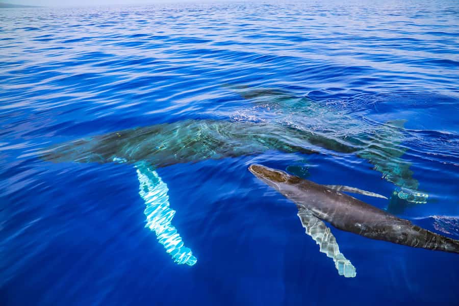 Maui: Ka'anapali Discount Whale Watch - Beach Loading Vessel - Key points to know before booking