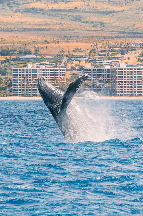 Maui: Ka'anapali Discount Whale Watch - Beach Loading Vessel - What the $91 price includes, and what it leaves out