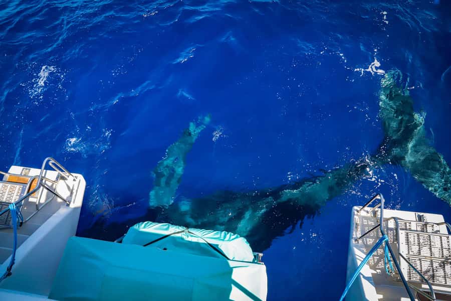 Maui: Ka'anapali Whale Watching Cruise on Luxury Sailboat - Key points to know before booking