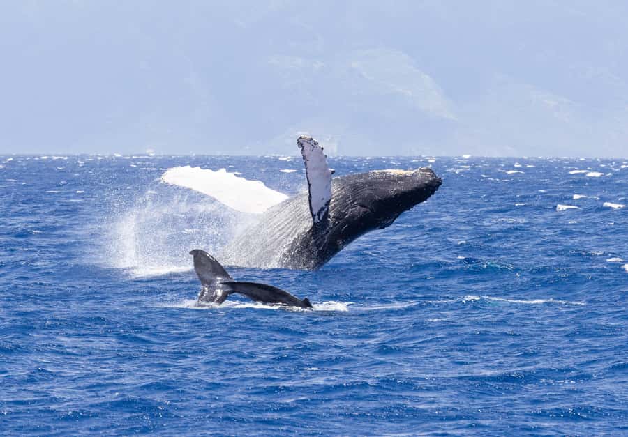 Maui: Ka'anapali Whale Watching Cruise on Luxury Sailboat - Boarding from Kaanapali Beach instead of a harbor