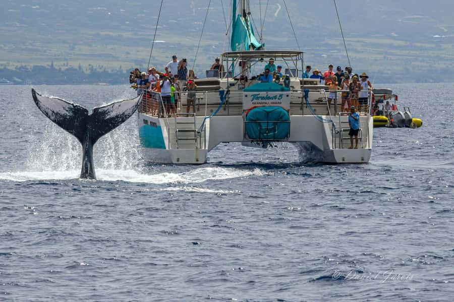 Maui: Ka'anapali Whale Watching Cruise on Luxury Sailboat - Whale songs through an underwater hydrophone