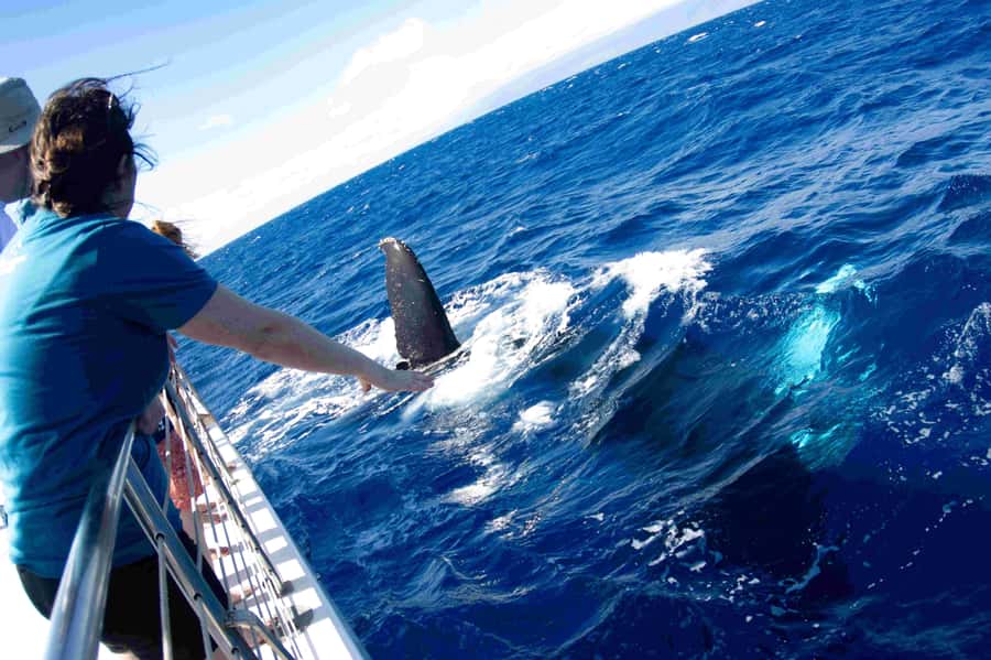Maui: Kaanapali Whale Watching Boat with Open Bar and Food - What the 150-Minute Cruise Feels Like