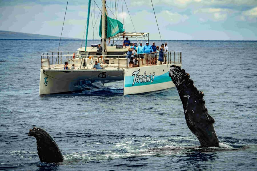 Maui: Kaanapali Whale Watching Boat with Open Bar and Food - Meeting at Kaanapali Beach