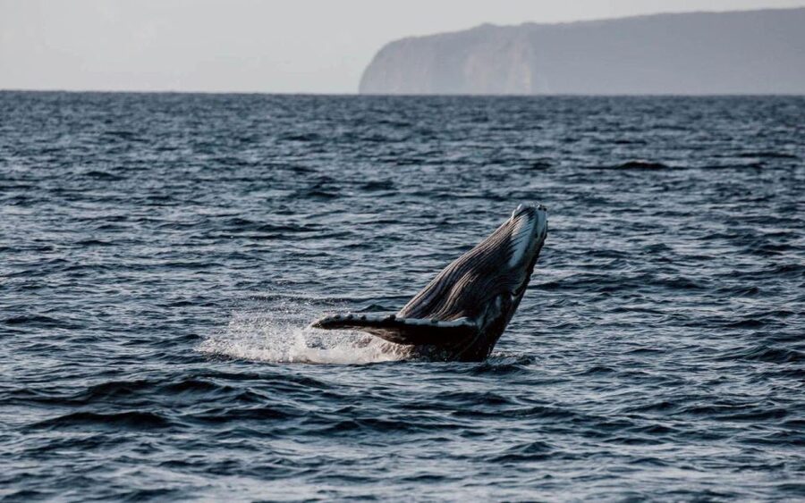 Maui: Luxury Catamaran Whale Watch & Sail - Who will enjoy this whale watch most?