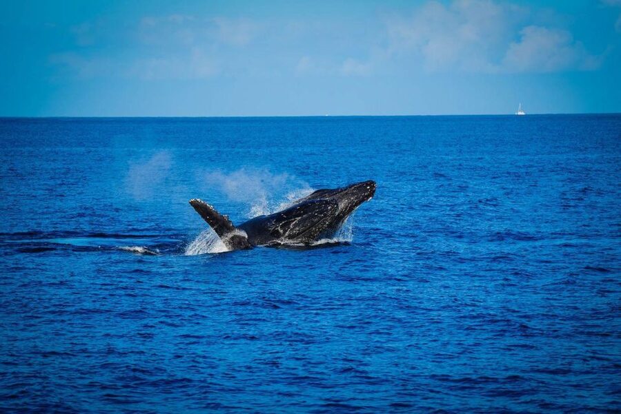 Maui: Luxury Catamaran Whale Watch & Sail - Why the hydrophone changes the experience