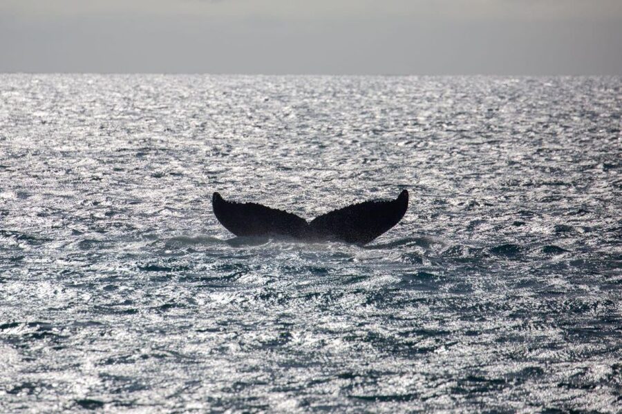 Maui: Luxury Catamaran Whale Watch & Sail - The 65-foot catamaran and where to watch from