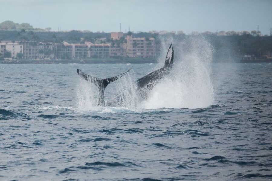 Maui: Luxury Catamaran Whale Watch & Sail - Local bites and an open bar on the water