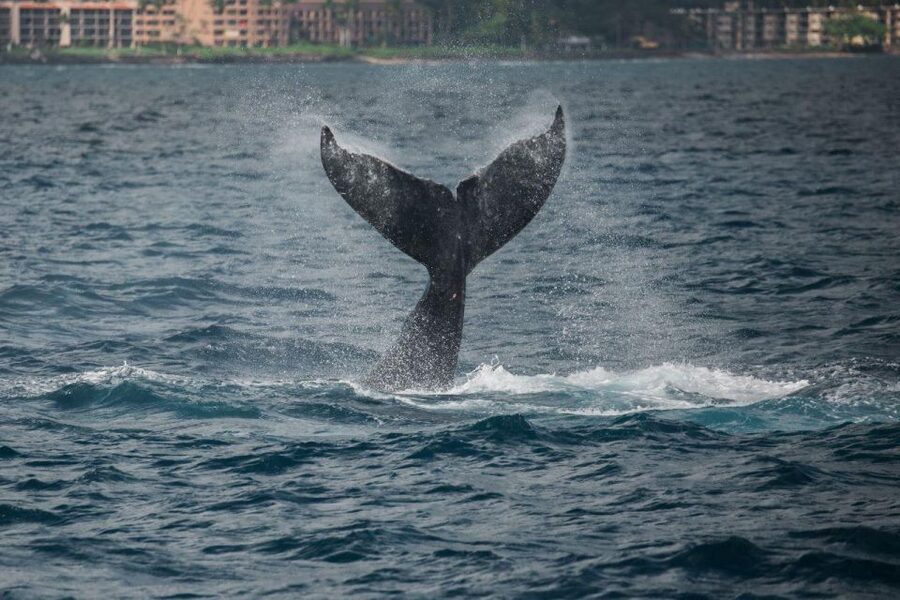 Maui: Luxury Catamaran Whale Watch & Sail - The photographer onboard