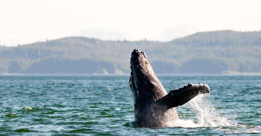 Maui: Luxury Catamaran Whale Watch & Sail - Is $119 a fair price?