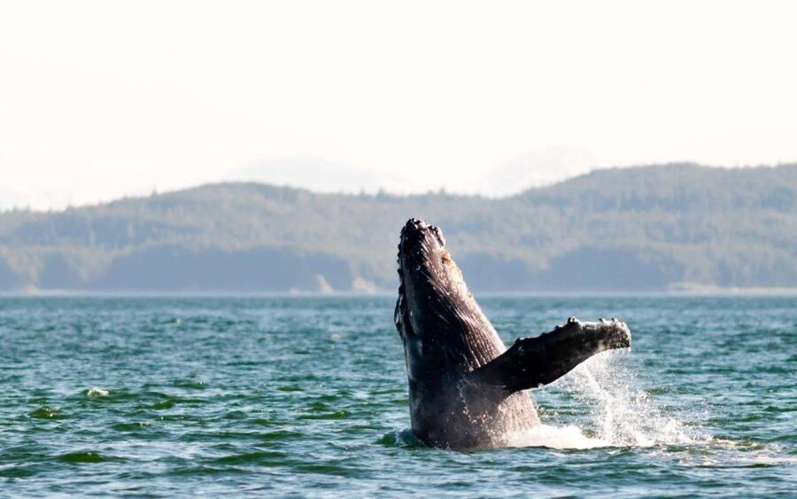Maui: Luxury Catamaran Whale Watch & Sail - Meeting humpbacks off Maui from December through April