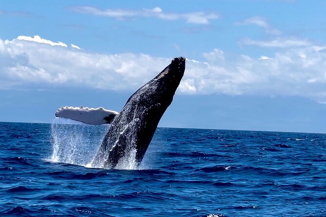 Maui Mid Day Magic Whale Watch - Quick points about the Mid Day Magic cruise
