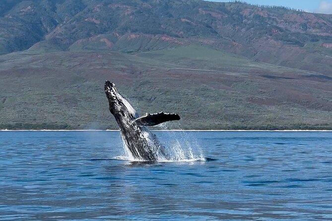 Maui Mid Day Magic Whale Watch - The crew: local guidance from Emma, Shannon, Allison, and Lainie