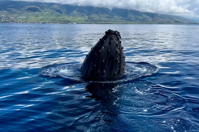 Maui Mid Day Magic Whale Watch - Mid-day light, island views, and better photos