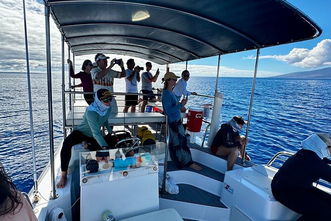 Maui Mid Day Magic Whale Watch - What the wildlife encounters may look like