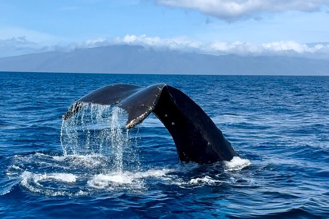 Maui Mid Day Magic Whale Watch - Is the experience good value?