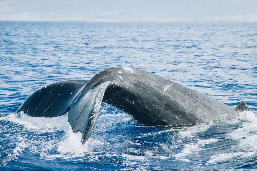 Maui: Midday Sail with the Whales Māʻalaea Harbor - Sailing quietly through the ʻAuʻau Channel