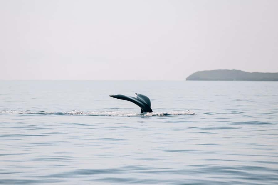 Maui: Midday Sail with the Whales Māʻalaea Harbor - Clothes, timing, and simple preparation