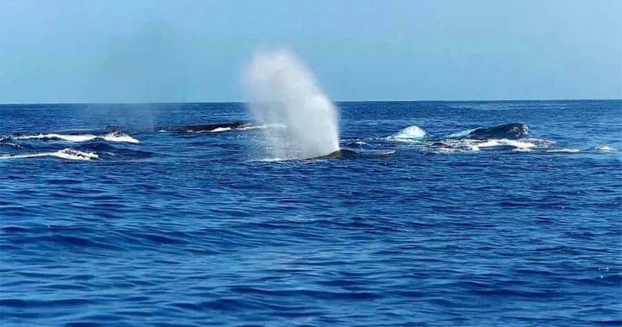 Maui: Molokini Snorkel and Whale Watching Tour - 2.5 hours - The ride to Molokini is part of the tour
