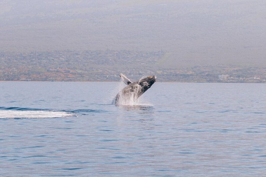 Maui: Morning Sail with the Whales Ma'alaea - Seating choices on the Alihilani